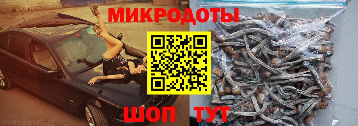 Галлюциногенные грибы Psilocybine cubensis Михайловка